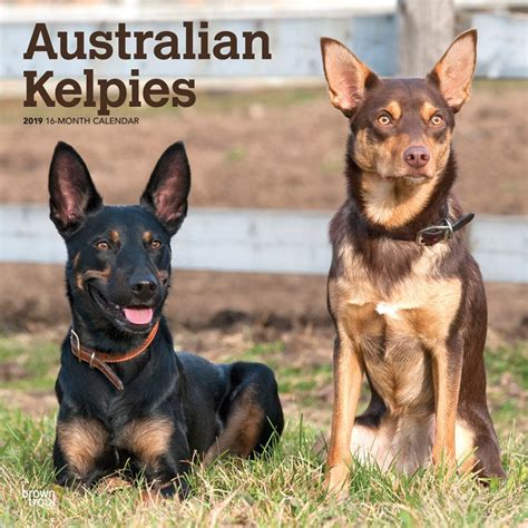 where to buy australian kelpie.